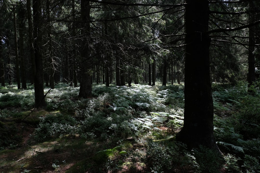 Photo dreaming forest