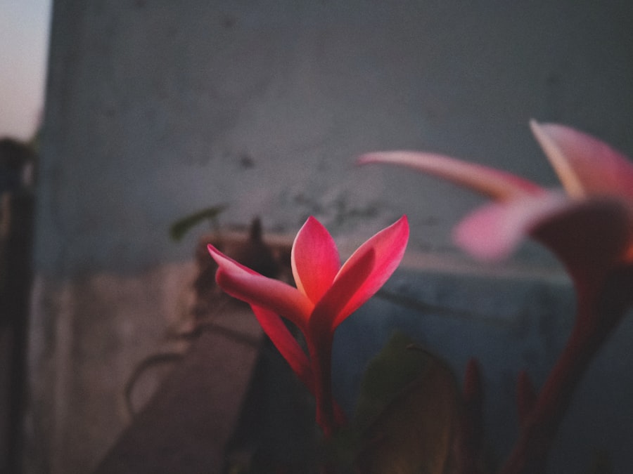 Photo Blooming flowers