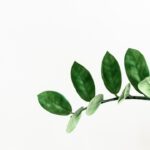 Rolul plantelor din colțul de cafea: purificarea aerului și a minții