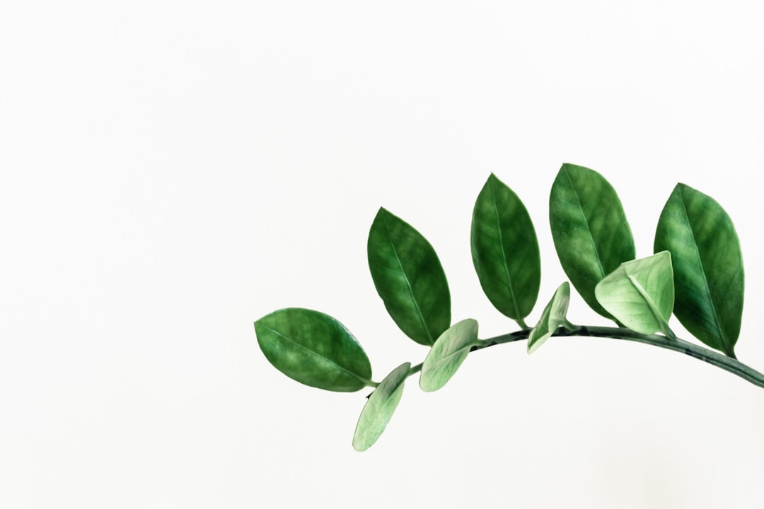 Photo plants