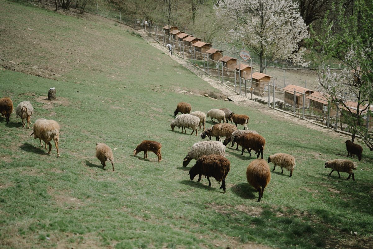 Cum recunoști când animalul tău are nevoie de veterinar