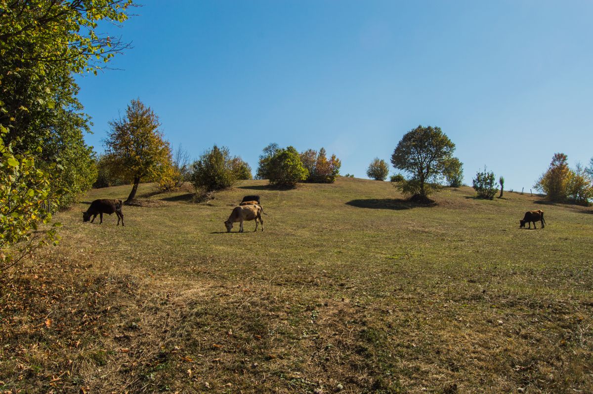 Ghid pentru primele zile cu un pui de câine acasă