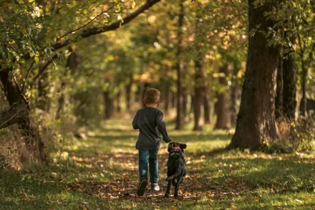 Un om cu un câine pe lesă merge pe o alee cu frunze căzute, la lumina apusului
