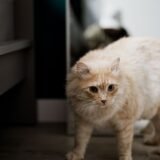 Câine relaxat, întins pe un covor, în timp ce stăpânul îi periază blana cu o perie moale