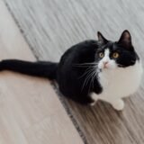 Pisică cu coada ridicată și vârful ușor îndoit, mergând relaxată prin sufrageria unei case