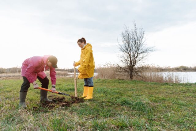 Grup de voluntari care plantează copaci tineri într-un parc, într-o dimineață de weekend