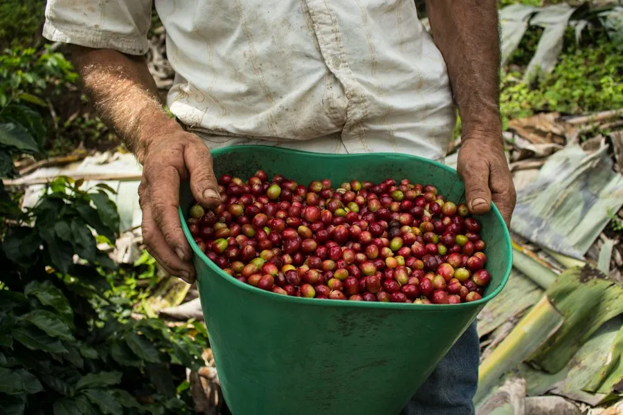 Photo coffee history guide experts data