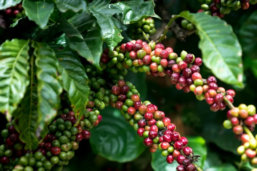 Photo coffee history facts