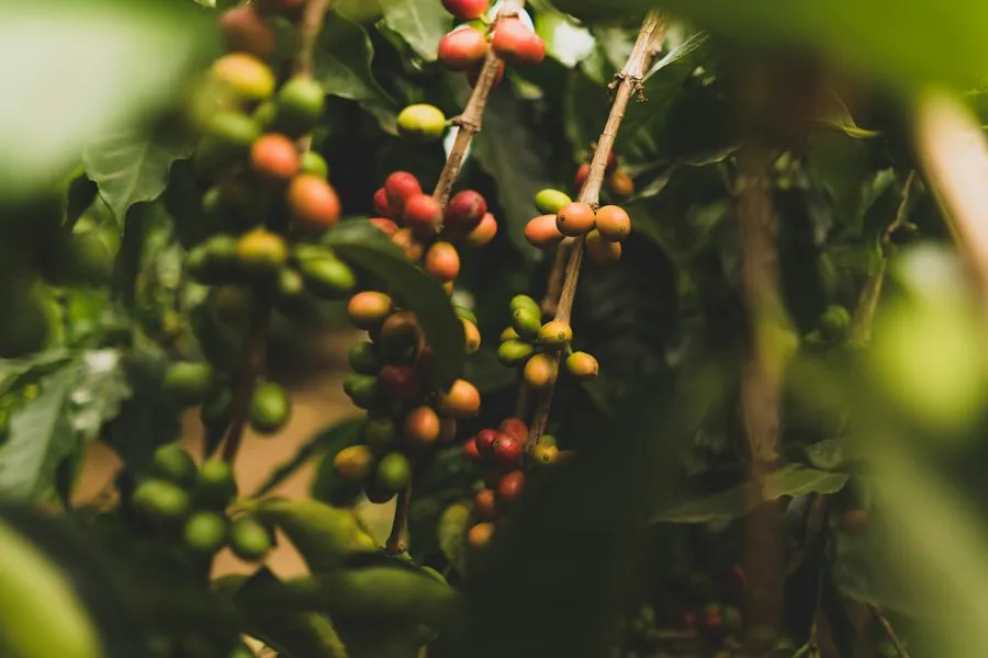 coffee history facts